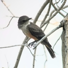 Pyrocephalus rubinus