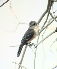 Pyrocephalus rubinus