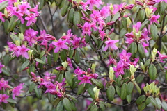 Rhododendron concinnum
