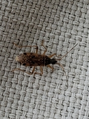 Ozophora salsaverdeae