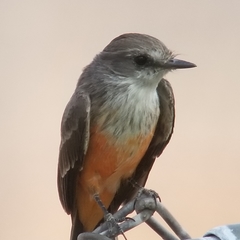 Pyrocephalus rubinus