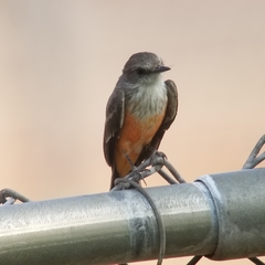 Pyrocephalus rubinus