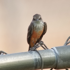 Pyrocephalus rubinus