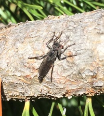Rhadiurgus variabilis