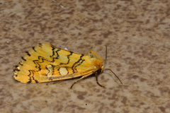 Chrysoecia dela