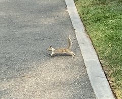 Otospermophilus beecheyi