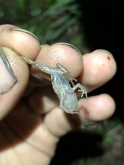Pristimantis diadematus