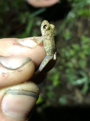 Pristimantis diadematus