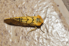 Chrysoecia dela