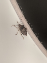 Halyomorpha halys