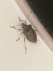 Halyomorpha halys