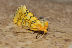 Chrysoecia dela