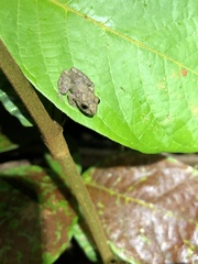 Pristimantis diadematus