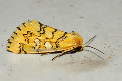 Chrysoecia dela