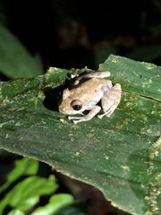 Pristimantis ventrimarmoratus