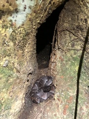 Bothrocophias microphthalmus
