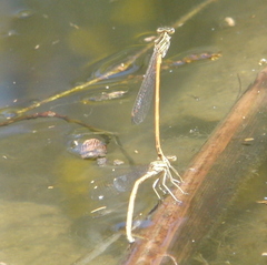 Platycnemis acutipennis