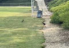 Sylvilagus audubonii