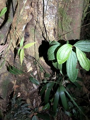 Bothrocophias microphthalmus
