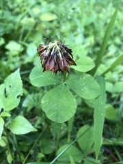 Trifolium stoloniferum