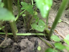 Trifolium stoloniferum
