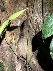 Bothrocophias microphthalmus