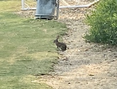 Sylvilagus audubonii