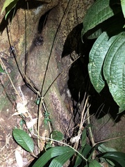 Bothrocophias microphthalmus