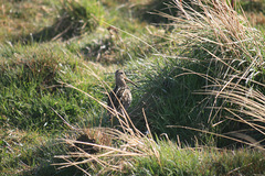 Gallinago magellanica
