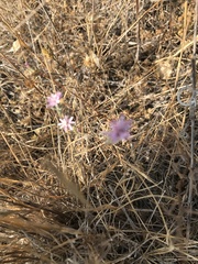 Lessingia arachnoidea