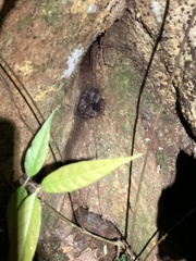 Bothrocophias microphthalmus