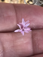 Lessingia arachnoidea