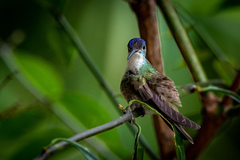 Saucerottia cyanocephala