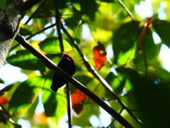 Ceratopipra rubrocapilla