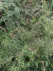 Gleichenia dicarpa