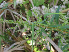 Amaranthus cannabinus