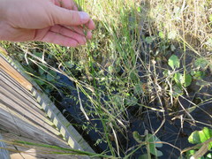 Zizania aquatica aquatica