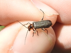 Cyrtomoptera divisa