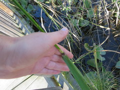 Zizania aquatica aquatica