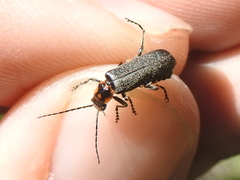 Cyrtomoptera divisa