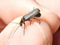 Cyrtomoptera divisa
