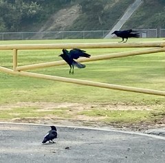 Corvus brachyrhynchos