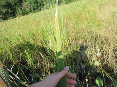 Zizania aquatica aquatica