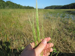 Zizania aquatica aquatica