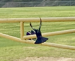 Corvus brachyrhynchos