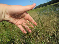 Zizania aquatica aquatica