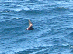 Hydrobates tethys