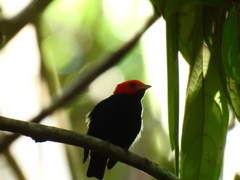 Ceratopipra rubrocapilla