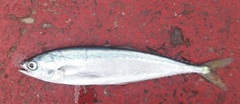 Oligoplites refulgens