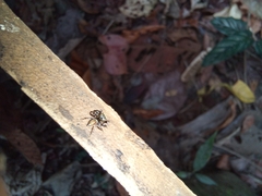 Kalcerrytus
